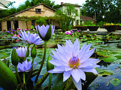 Les nénuphars ayant inspiré Monet au Jardin de Latour Marliac-Temple sur Lot ©StudioNidCosyNérac